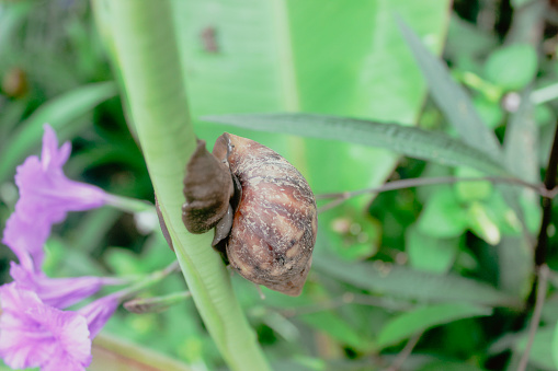 Snail attached to plants.