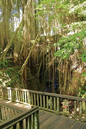 trees at the Famous dragon bridge in Monkey Forest Sanctuary in Ubud, Bali, Indonesia