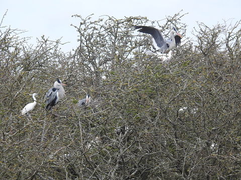 Side view of the egret and one of the herons, which are on the left.  A nearby Heron is sitting down in a nest.  The third heron with spread wings is at the top of hedge on the right and there is another partially hidden egret behind it.