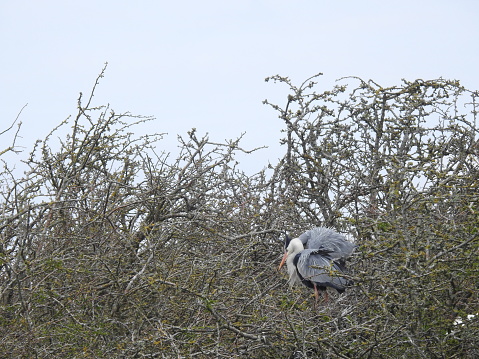 Side view of the heron, which is facing towards the left and looking downwards