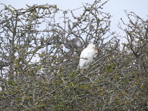 Side view of the egret amongst lichen-covered branches