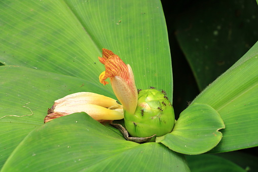 close-up of Stepladder ginger (Costus malortieanus) in a tropical garden in Bali, Indonesia