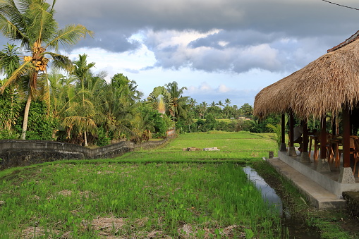 green rice terrace field in Bali in Indonesia