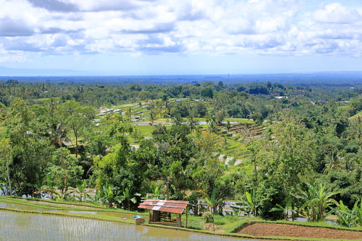 the terrace rice fields near Senganan, Penebel, Tabanan, Bali, Indonesia