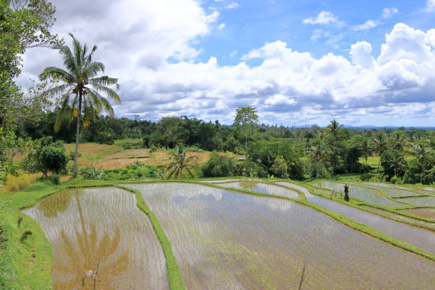 istock terrace rice fields near Senganan, Penebel, Tabanan, Bali, Indonesia 2148998959