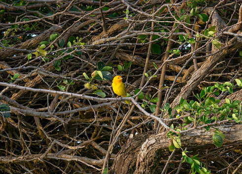 Saffron Finch Perched on branch looking left.