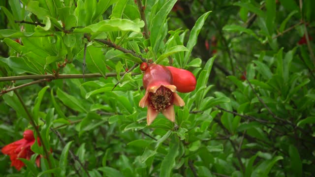 The pomegranate (Punica granatum) young flowers, a botanical garden. Ukraine