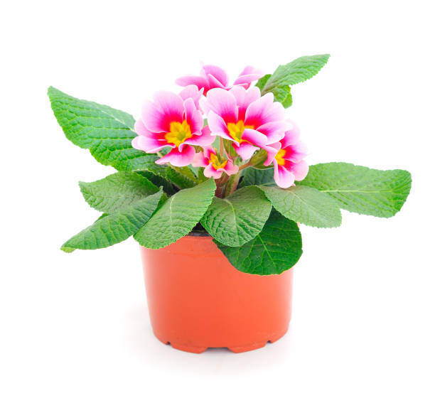 istock Primrose flowers in a pot. 2148999903