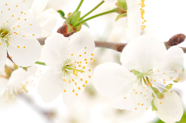Flowering branch of cherry isolated on a white background.