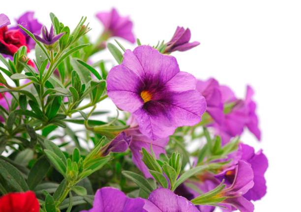 istock Bouquet of beautiful Calibrachoa. 2148999911