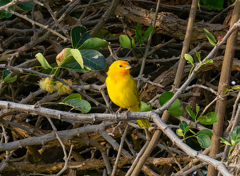 Saffron Finch Perched on branch in Curacao.