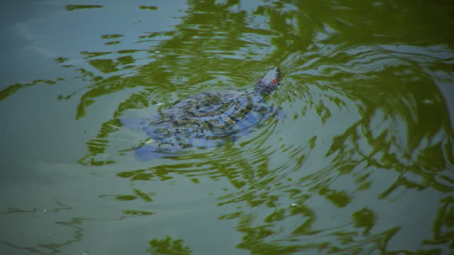 The pond slider (Trachemys scripta) breathes and swims in a pond near the surface of the water