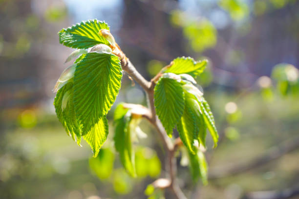 Close up of green leaves