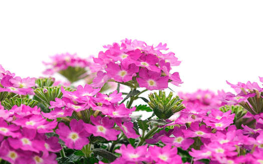 A beautiful bouquet of pink verbena isolated on a white background.