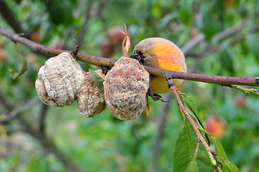 A peach fruit on a tree branch is infected with moniliosis (Monilia cinerea)