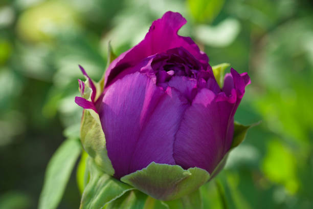 Beautiful spring flowers. A flower is an organ of a plant that performs the function of reproduction through the formation of seeds and various fruits.