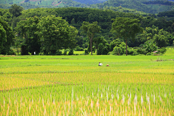 During the rainy season, Asians begin to plant rice and harvest it in mid-winter