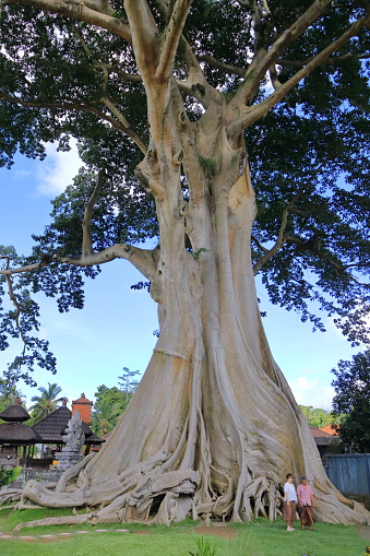 Kayu Putih, Bali in Indonesia - February 02 2024: people visit the large Banyan ancient tree