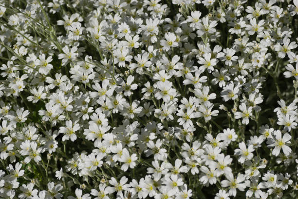 istock flower, plant, flora, spring, petals, colors, pattern, nature, natural, fresh, 2149002048