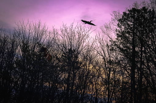 A large crane flying with branches in the beak over the forest at dawn, a silhouette photo against the pink sky at sunrise
