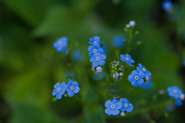 Blue forget-me-not little flowers grow in summer ornamental garden closeup. Myosotis scorpioides, true forgetmenot growing in spring sunlight field. Cute small perennial plants bloom, soft docus