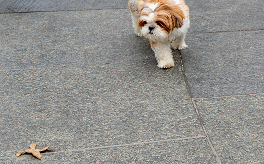 Maltese Yorkshire terrier cross walking on a Manhattan sidewalk.