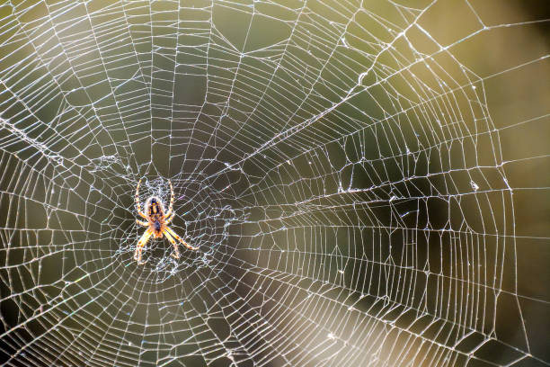 istock A spider is sitting in the center of a spider web 2149002475