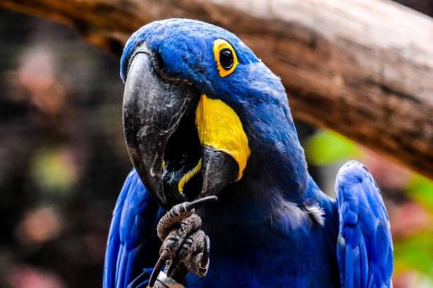istock A blue and yellow parrot is eating from a branch 2149002476