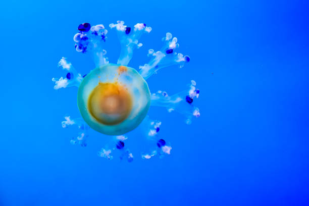 A jellyfish is floating in the ocean. The jellyfish is blue and white