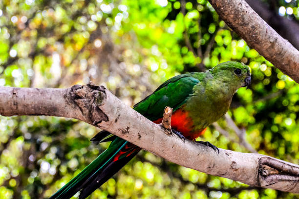 istock A green and red parrot is perched on a tree branch 2149002509