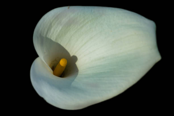 Calla lily flower on black background with copy space