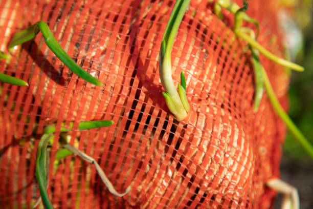 Onions in a red mesh bag sitting on a pile of loose onions at a market stall