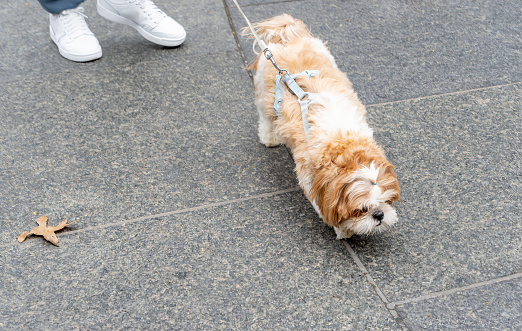 Maltese Yorkshire terrier cross walking on a Manhattan sidewalk.