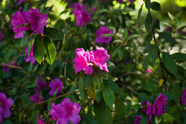 spring flower in full bloom in spring in city park
