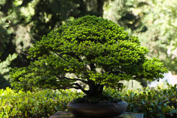 istock bonsai, tree, spring, plant, outdoors, sunny, branches, flora, botany, trunk, nature, 2149002958