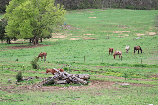 Horses Feeding on Grass On a Lush Mountain Side Farm