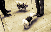Maltese Yorkshire terrier cross walking on a Manhattan sidewalk