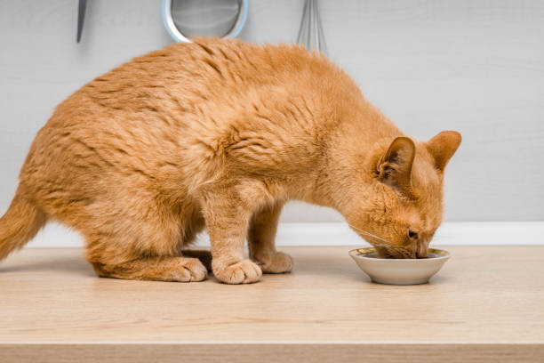 istock red cat eats food while sitting on the kitchen counter 2149003662
