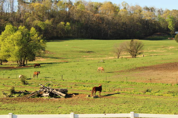 istock Horses Feeding on Grass On a Lush Mountain Side Farm 2149003669
