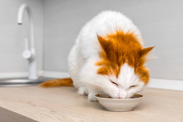 istock cat eats food sitting on the kitchen counter 2149003675