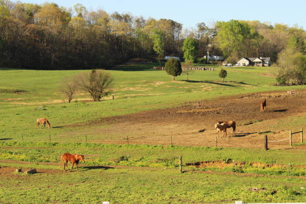 istock Horses Feeding on Grass On a Lush Mountain Side Farm 2149003683