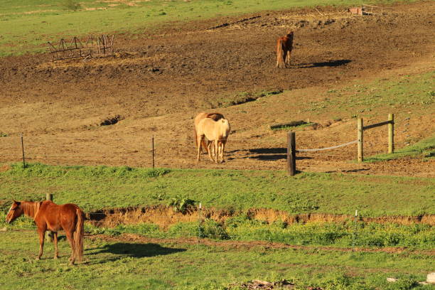 Horses Feeding on Grass On a Lush Mountain Side Farm