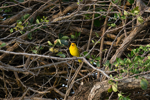 Saffron Finch Perched on branch looking forward.