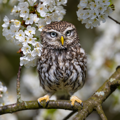Common Owl on a flowering tree. Athene noctua. The Czech republic. High quality photo