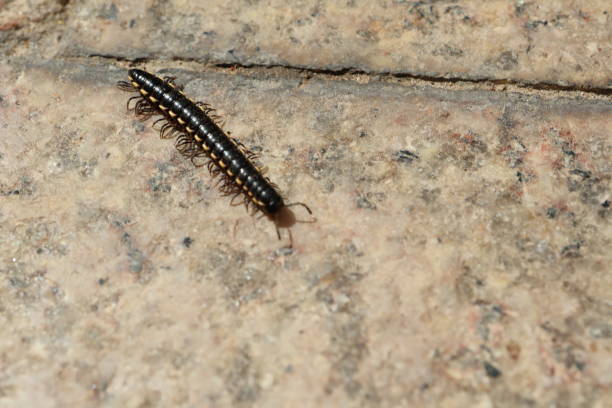 Wild centipede on a piece of rock