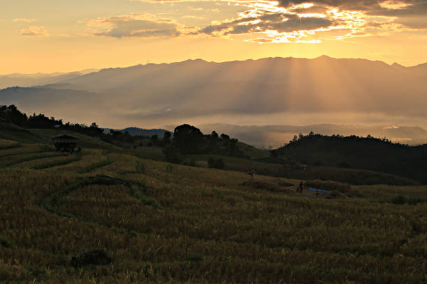 Beautiful scenery of Rice fields on terraced of Ban Pa Pong Piang, Mae Chaem, Chiang Mai province, Thailand