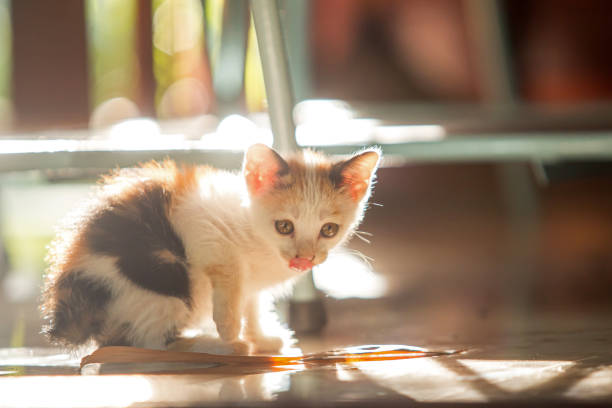 Cute white kitten under a chair in the morning
