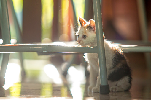 Cute white kitten under a chair in the morning