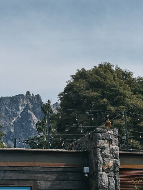 istock A bird is perched on a stone wall next to a mountain 2149005474