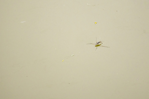 Common water strider floating on the pond. Its scientific name is Aquarius remigis, which is a species of aquatic bug.
